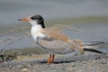 Young river tern Royalty Free Stock Photo