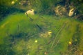 Young roach fish swimming in a natural freshwater lake. Note - actually in water, swimming, so some show movement.