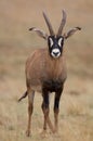 Young Roan Antelope