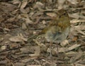 A young robin amoungst woodchips Royalty Free Stock Photo