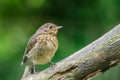 Young Robin on a branch Royalty Free Stock Photo