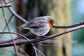Young robin on a branch Royalty Free Stock Photo