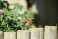 Young robin chick.