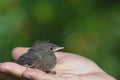 Young Robin Erithacus rubecula in hand Royalty Free Stock Photo