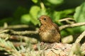 A young Robin, Erithacus rubecula, perching on a branch of a tree. Royalty Free Stock Photo
