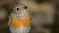 Young robin Erithacus rubecula sits on the bird watering place in the woods