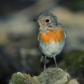 Young robin Erithacus rubecula sits on the bird watering place in the woods