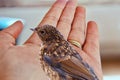 Young robin on my hand Royalty Free Stock Photo