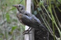 Young robin on raised bed