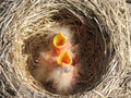 Young robins Royalty Free Stock Photo