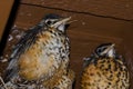 Young Robins in the Nest Royalty Free Stock Photo