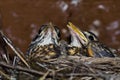 Young Robins in the Nest Royalty Free Stock Photo
