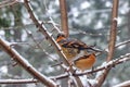 Young robins sitting in branches 3 Royalty Free Stock Photo
