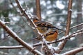 Young robins sitting in branches 4 Royalty Free Stock Photo