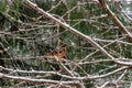 Young robins sitting in branches 1 Royalty Free Stock Photo