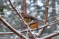 Young robins sitting in branches 5 Royalty Free Stock Photo