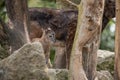 Young rock goat with a mum in the wood in Germany Royalty Free Stock Photo