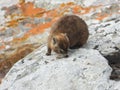 Juvenile rock hyrax isolated