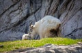 rocky mountain goat kid and mother Royalty Free Stock Photo