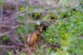 Young Rocky Mountain mule deer hiding in dense mountain forest. Royalty Free Stock Photo