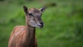 Young roe deer Royalty Free Stock Photo