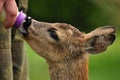 Young Roe deer