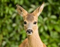 Young Roe deer