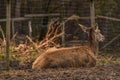 Young roe deer on an agritourism farm