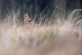 Young roe deer buck in high yellow grass. Royalty Free Stock Photo