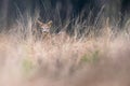 Young roe deer buck in high yellow grass. Royalty Free Stock Photo