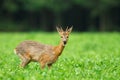 Young roe deer buck in meadow Royalty Free Stock Photo