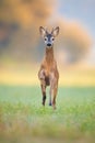 Young roe deer buck running forward on green grass in summer nature.