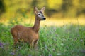 Young roe deer buck with small antlers grazing on a green meadow in summer Royalty Free Stock Photo