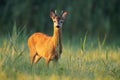 Roe deer buck looking on a green meadow illuminated by a warm light at sunrise Royalty Free Stock Photo