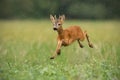 Young roe deer, capreolus capreolus, buck running fast in the summer rain. Royalty Free Stock Photo