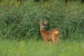 Young roe deer buck standing alert on meadow in summertime nature Royalty Free Stock Photo