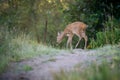 Young roe deer in a forest Royalty Free Stock Photo