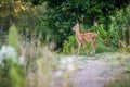 Young roe deer in a forest Royalty Free Stock Photo