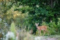 Young roe deer in a forest Royalty Free Stock Photo