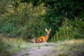 Young roe deer with mother Royalty Free Stock Photo