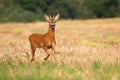 Young roe deer buck running alone on the dry stubble field in summer Royalty Free Stock Photo