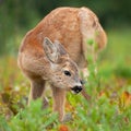 Young roe deer fawn scratching ear on meadow in summer.
