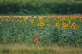 A young roe deer eats grass next to a sunflower field Royalty Free Stock Photo