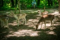 Young roe deer in the forest Royalty Free Stock Photo