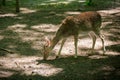 Young roe deer in the forest Royalty Free Stock Photo