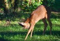 Young roe deer freshen up in a meadow .