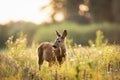 Young roe deer grazing in a meadow Royalty Free Stock Photo