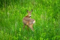 Young roe deer on the green meadow Royalty Free Stock Photo