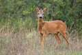 Young roe deer looking to the camera in grassland in summer