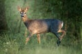 Young Roe Deer in Lush Green Forest Royalty Free Stock Photo